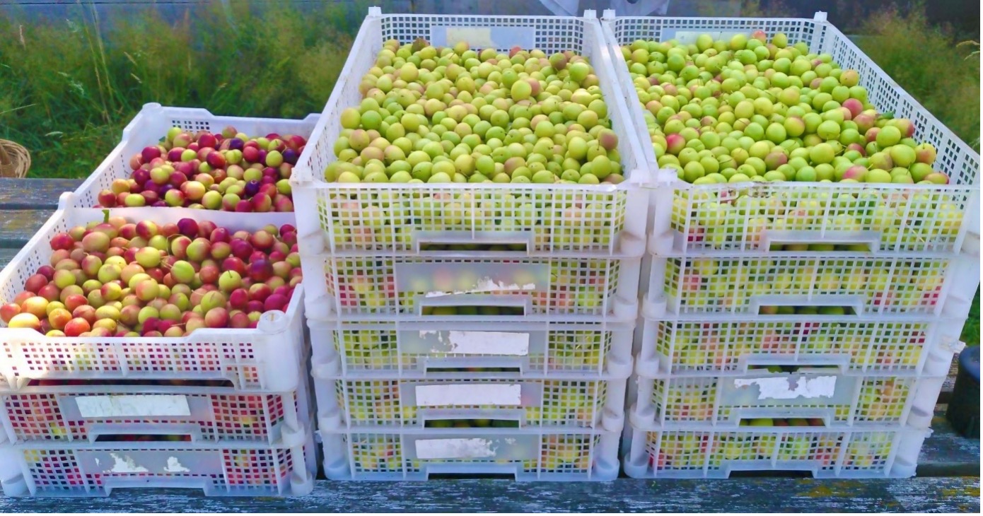 Ganbatte,Pruimenjam,Negatieve gedachten,Vertrouwen,Vastberaden